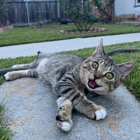 Live Show Notifications 🔔 🐈 - Picture 12 of 13